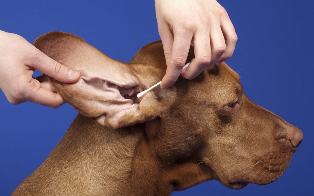 Com cuidar les orelles del teu gos