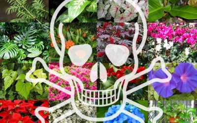 11 plantes i flors molt perilloses per a les teves mascotes