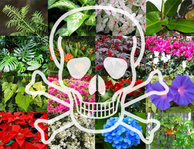 11 plantes i flors molt perilloses per a les teves mascotes